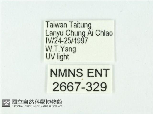 叉紋閃舞蛾藏品圖，第3張