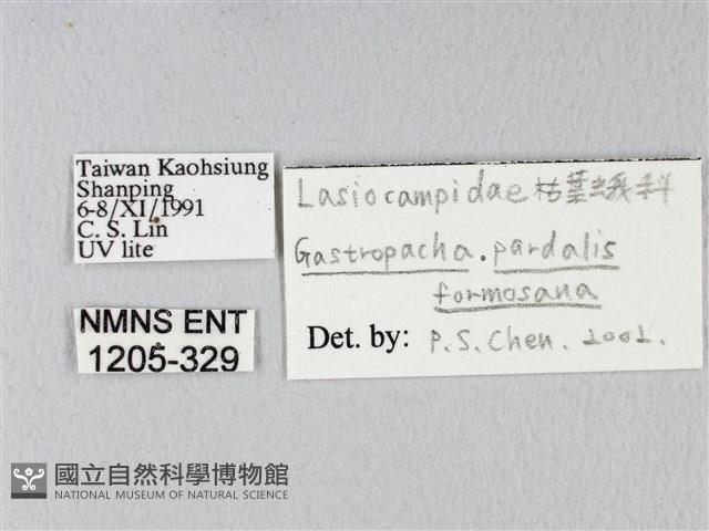 緣斑枯葉蛾藏品圖，第3張