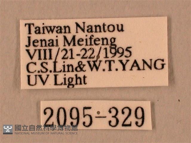 棕綠背線天蛾藏品圖，第3張