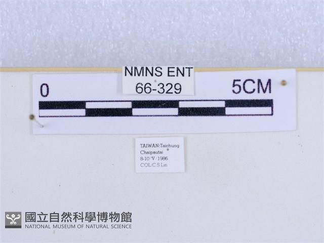 巨網燈蛾藏品圖，第3張