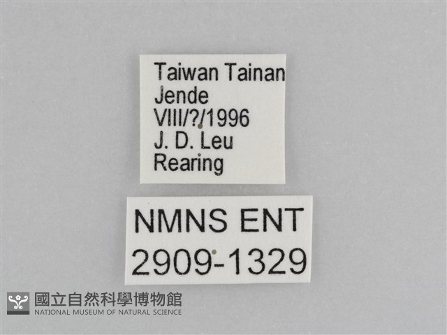 樺斑蝶藏品圖，第3張