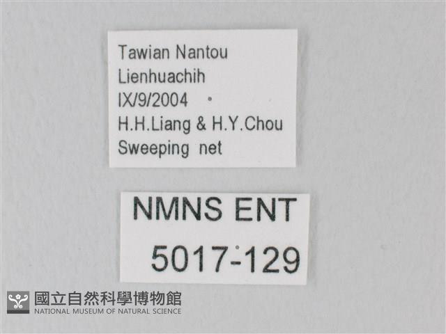靛色琉灰蝶藏品圖，第3張