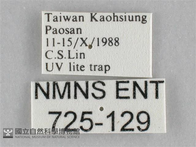 裳蛾科藏品圖，第3張