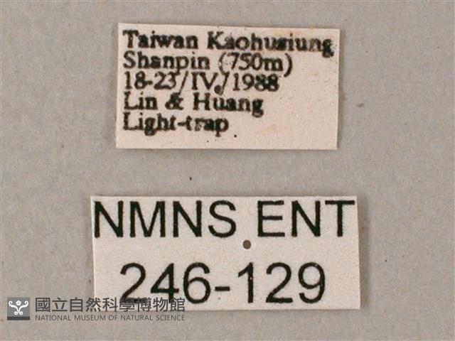 藏斜紋天蛾藏品圖，第3張