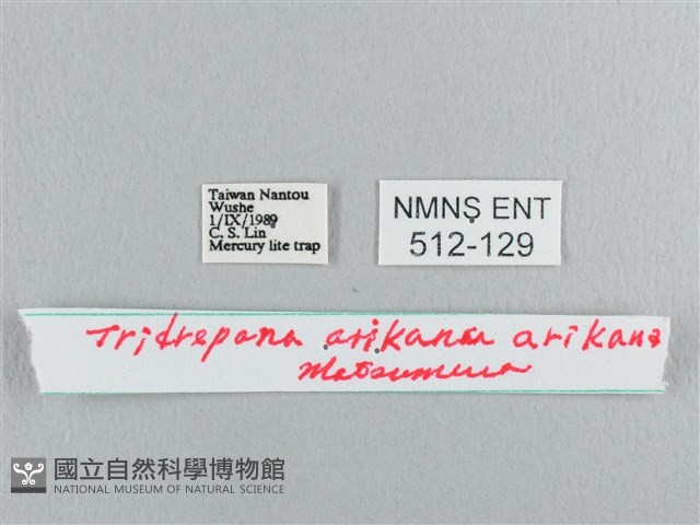 彎黑黃鉤蛾藏品圖，第3張