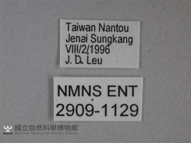 枯葉蝶藏品圖，第3張