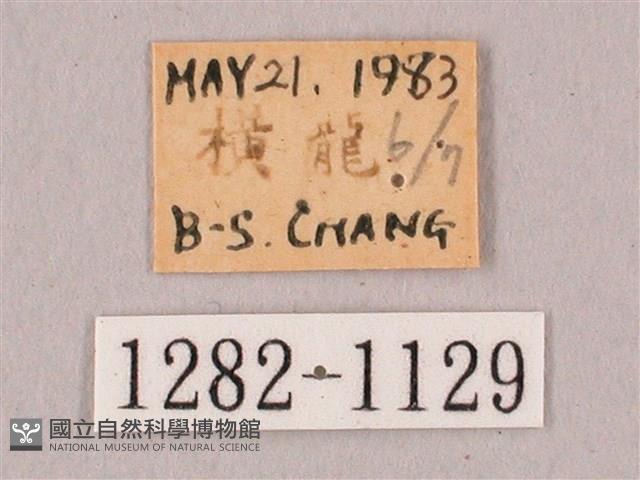 栗六點天蛾藏品圖，第3張