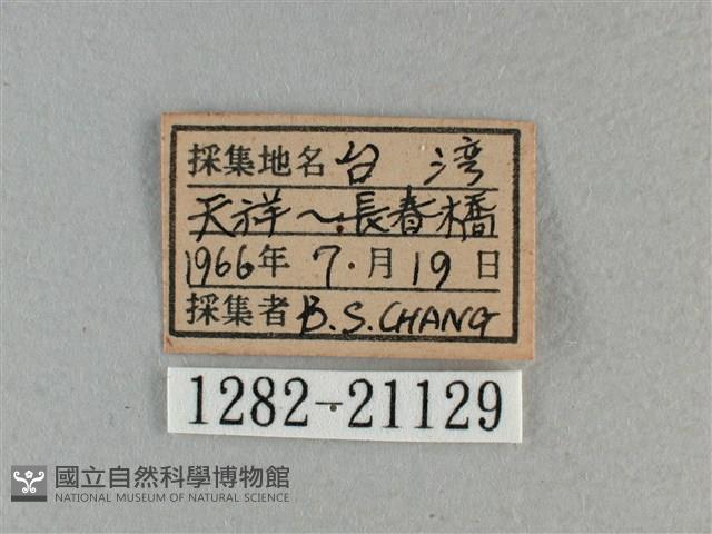 黃星弄蝶藏品圖，第3張