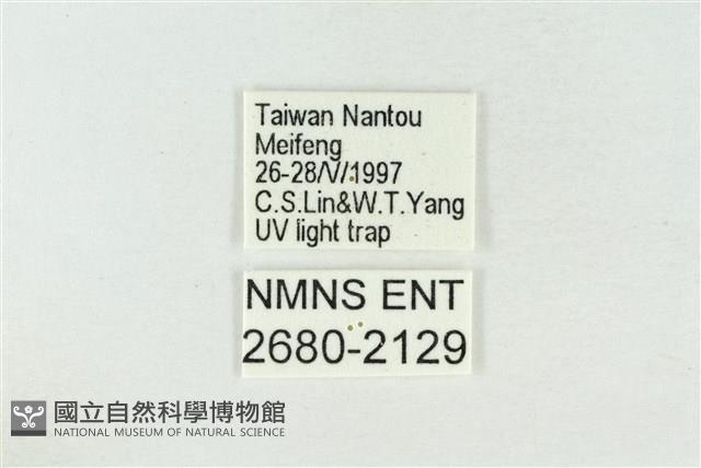 圍異波紋蛾藏品圖，第3張