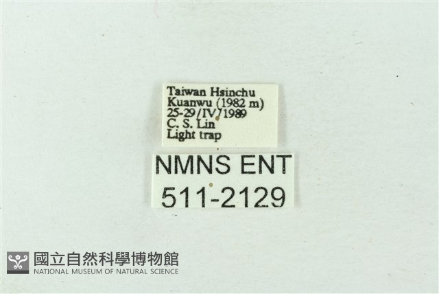 臺雪苔蛾藏品圖，第3張