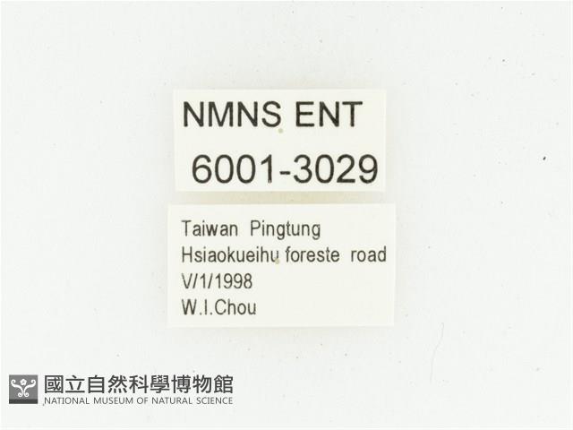 巴蘭陷紋金龜藏品圖，第2張