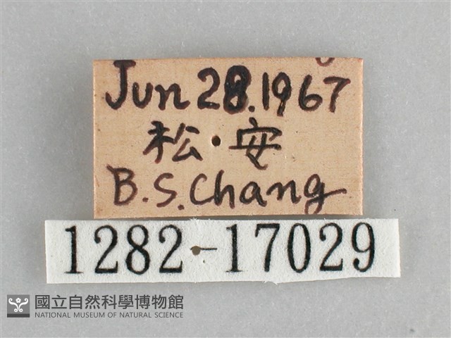 黯眼蛺蝶藏品圖，第3張