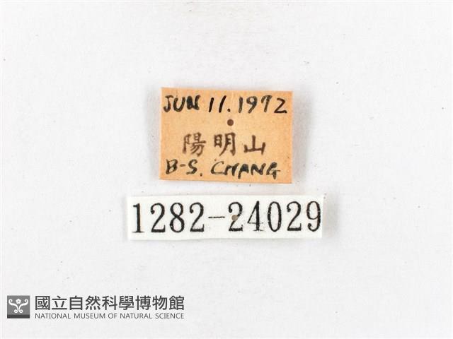 木毒蛾藏品圖，第3張