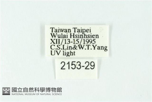 三色豔苔蛾藏品圖，第3張