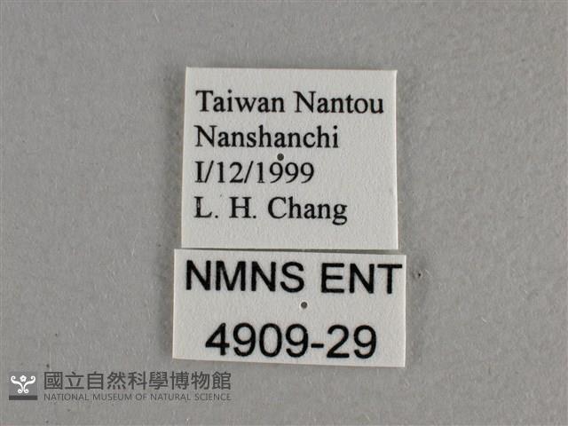 寬邊橙斑弄蝶藏品圖，第3張