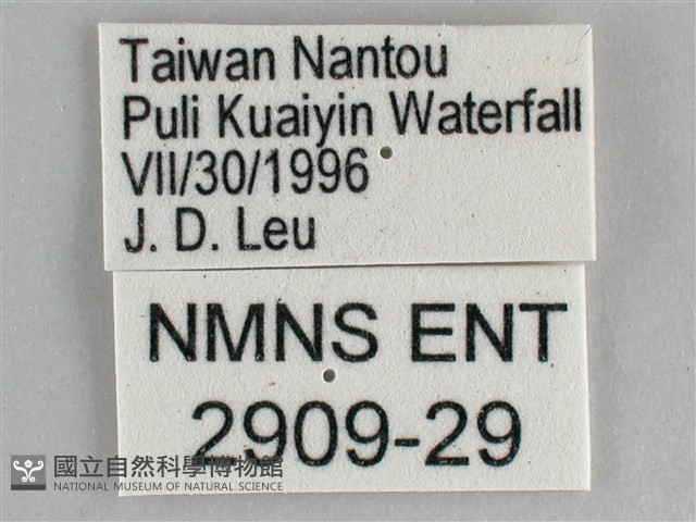 細帶環蛺蝶藏品圖，第3張