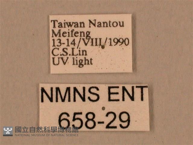 棕綠背線天蛾藏品圖，第3張