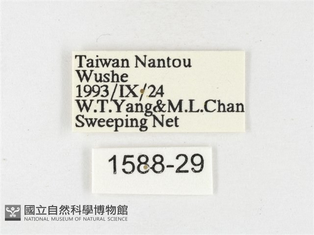 島嶼黃蝶、江崎黃蝶藏品圖，第3張