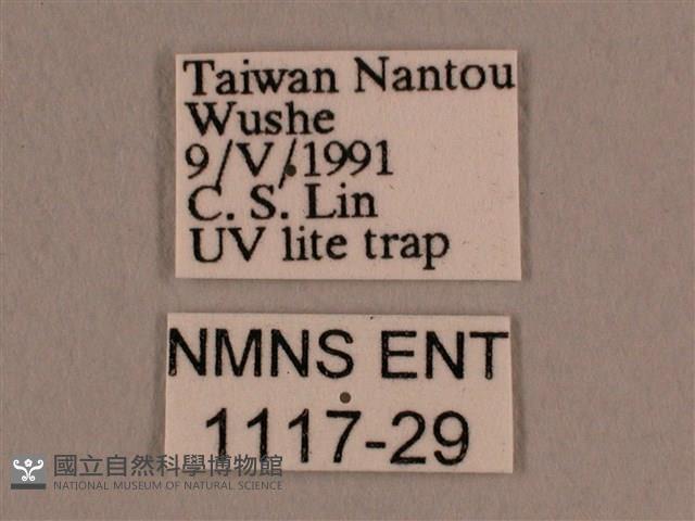 背線天蛾藏品圖，第3張