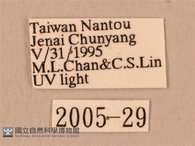 斜線天蛾藏品圖，第3張