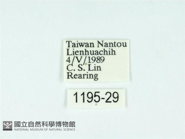 黃肩奇蛾藏品圖，第3張