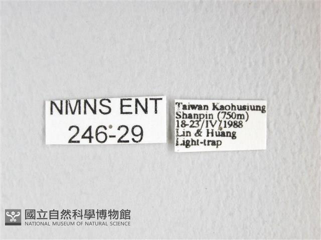 黃豹天蠶蛾藏品圖，第3張