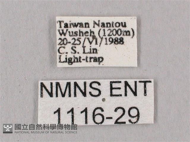 桃紅六點天蛾藏品圖，第3張