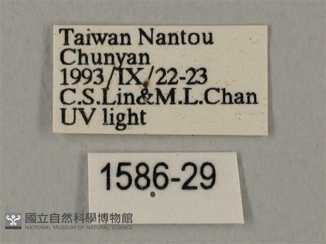 裂斑鷹翅天蛾藏品圖，第3張