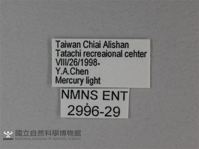苧麻細蝶藏品圖，第3張