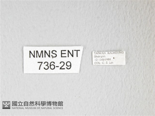 圓翅大鉤蛾藏品圖，第3張