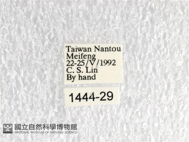 青帶鳳蝶藏品圖，第3張