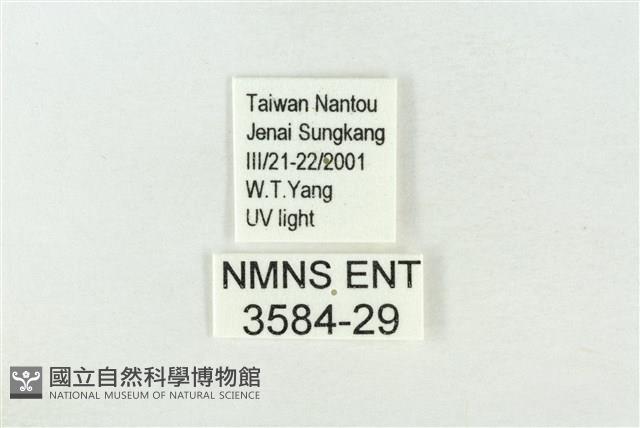 連珠波紋蛾藏品圖，第3張