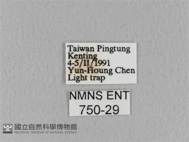 青枯葉蛾藏品圖，第3張