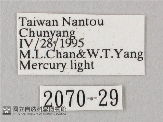 栗六點天蛾藏品圖，第3張