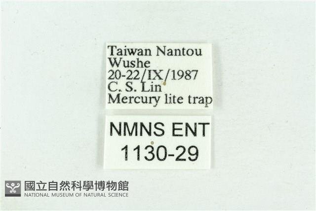 粉紅帶散紋夜蛾藏品圖，第3張