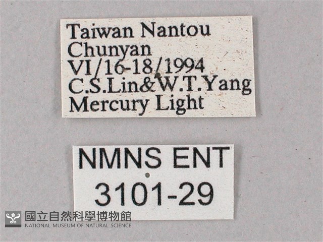 榆綠天蛾藏品圖，第3張