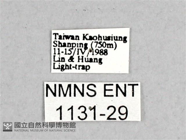 枯球籮紋蛾藏品圖，第3張