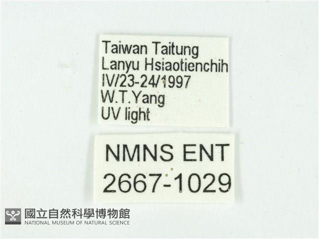 叉紋閃舞蛾藏品圖，第3張