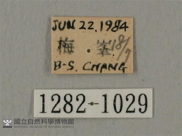 斜線天蛾藏品圖，第3張