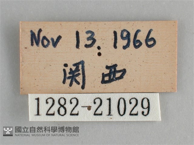 藍紋鋸眼蝶藏品圖，第3張