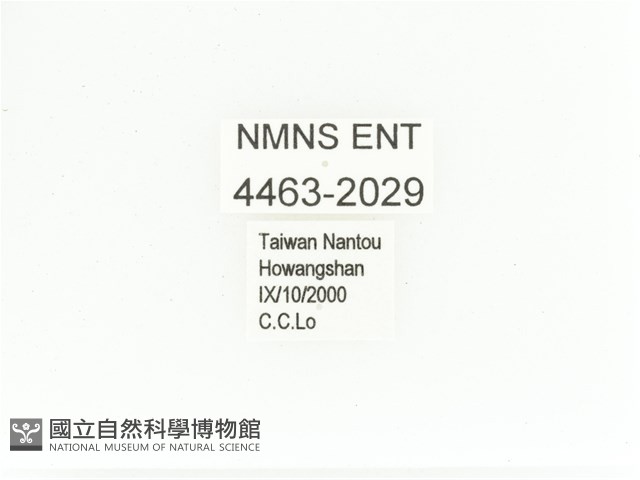艷金龜藏品圖，第2張