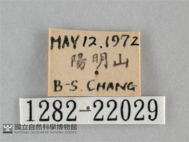 眉原褐刺蛾藏品圖，第3張