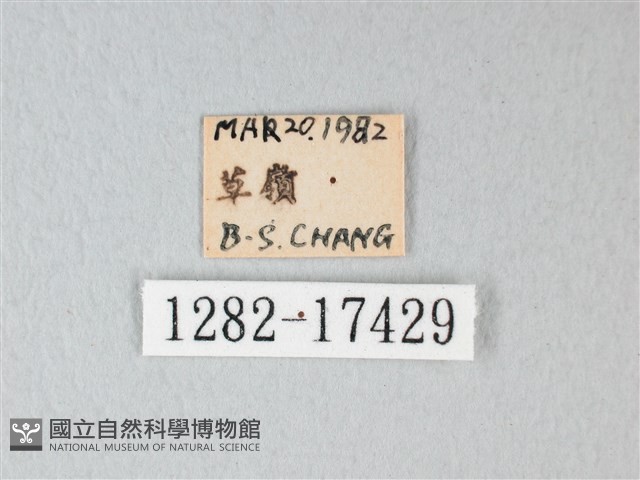 荷氏黃蝶藏品圖，第3張