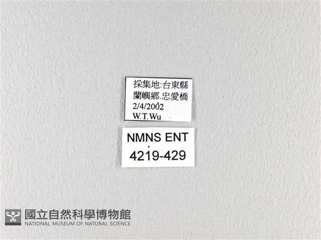 翠鳳蝶蘭嶼亞種藏品圖，第3張