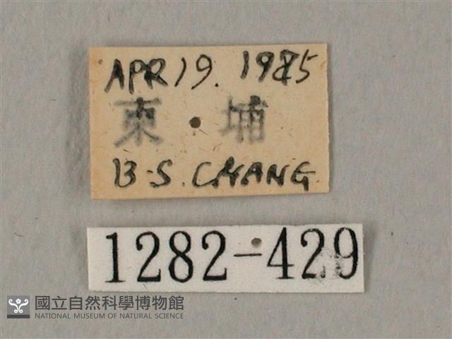 臀角斑天蛾藏品圖，第3張