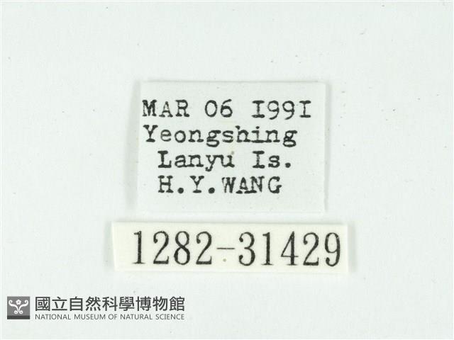 叉紋閃舞蛾藏品圖，第3張