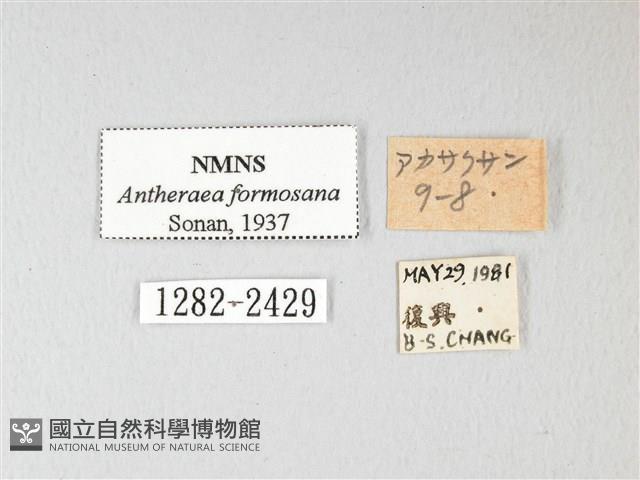 紅目天蠶蛾藏品圖，第3張