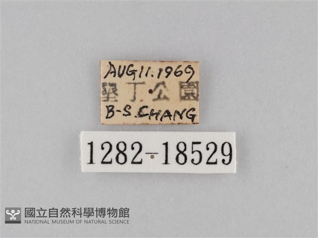 淡紋青斑蝶藏品圖，第3張