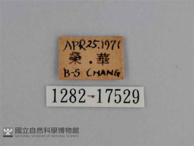 豔粉蝶藏品圖，第3張