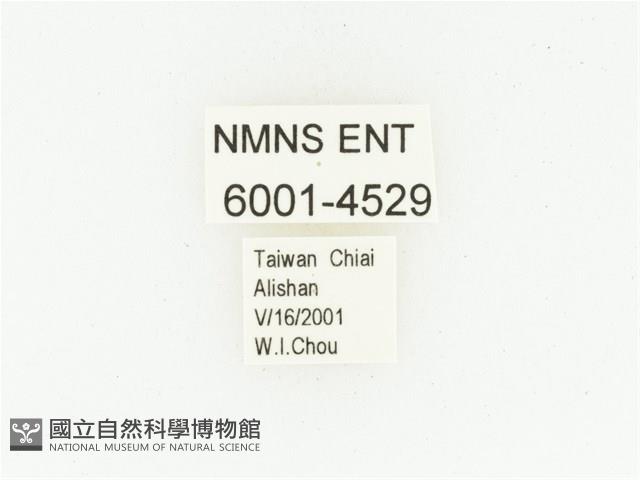 巴蘭陷紋金龜藏品圖，第2張